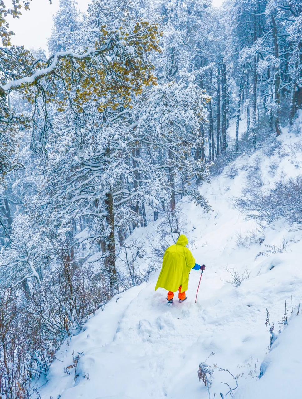 Snow-covered Dayara Bugyal in winter