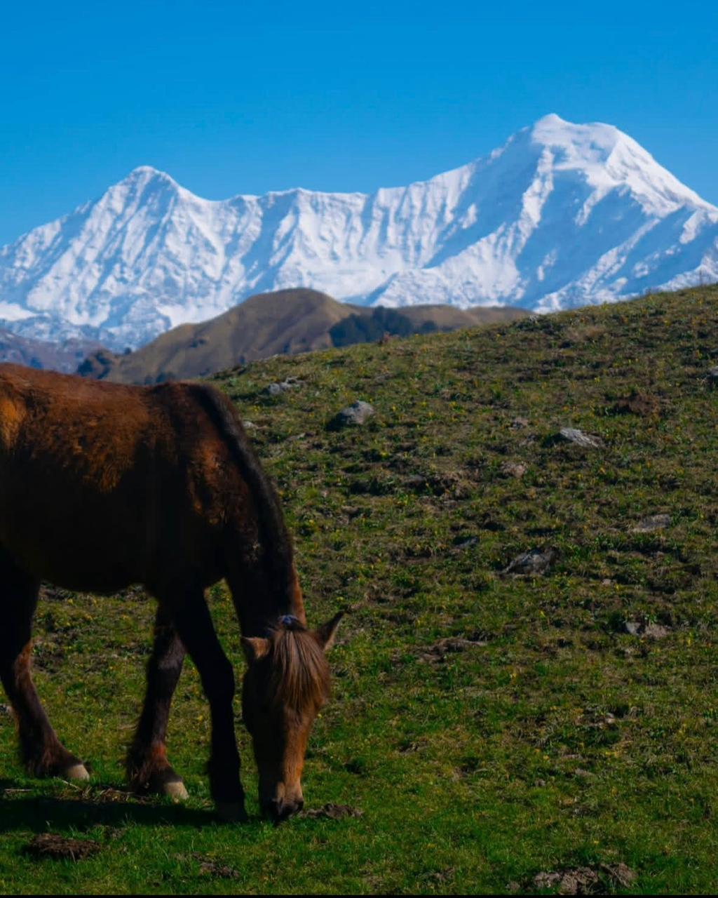 Dayara Bugyal Trek – wide alpine meadow views