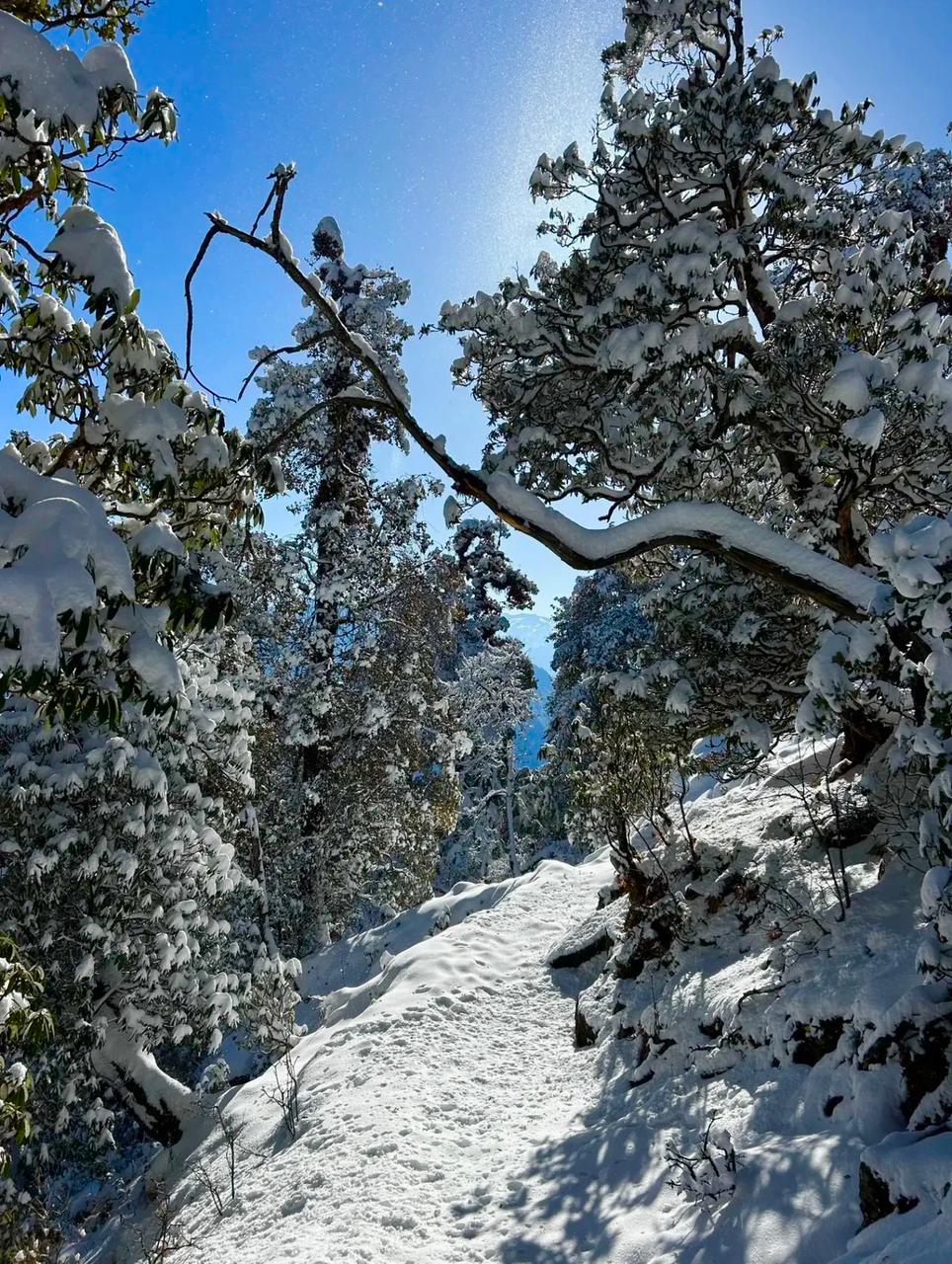 Forest trail towards Dayara Bugyal
