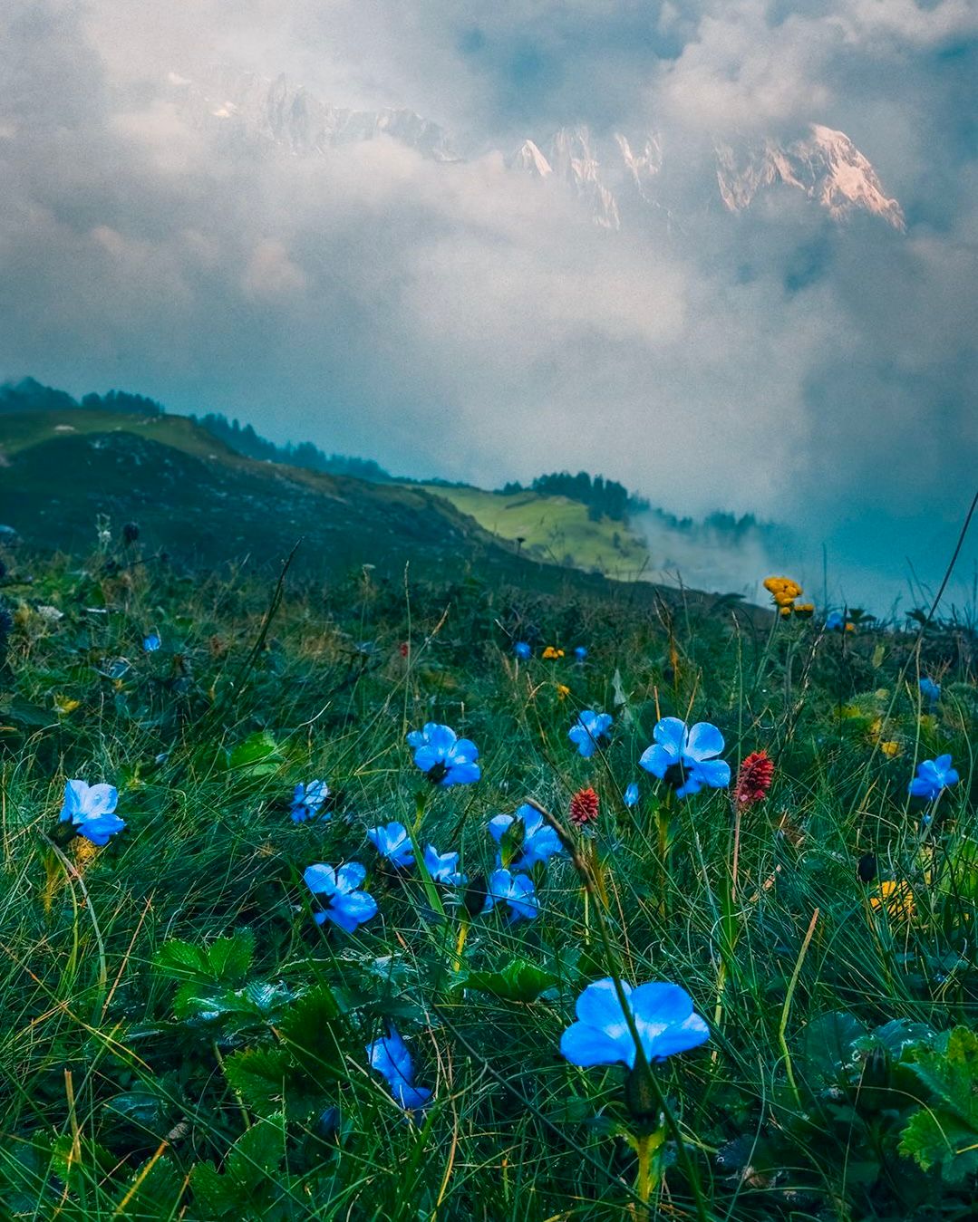 Alpine meadow with snow peaks on Gulabi Kantha