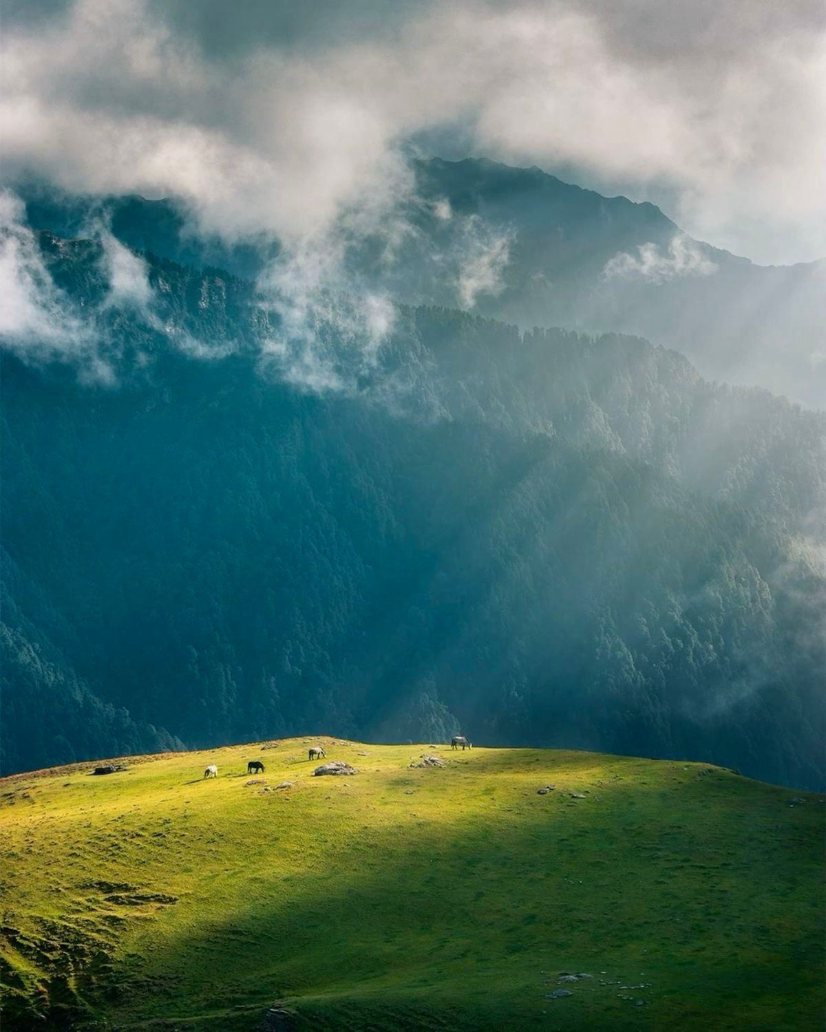 Camp pitched on open bugyal near summit