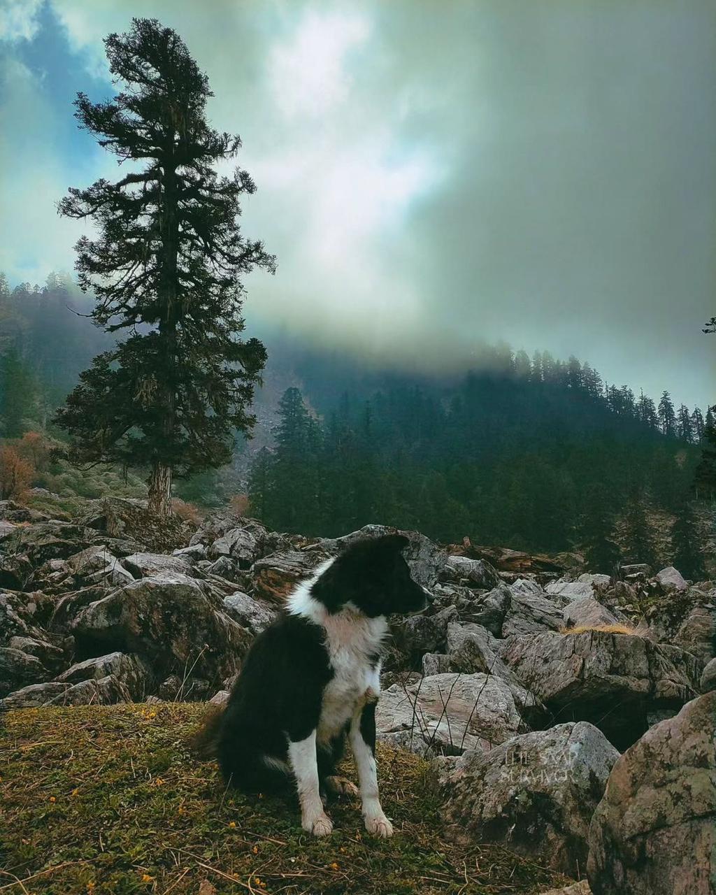 Trekkers walking across Kuari Pass ridge